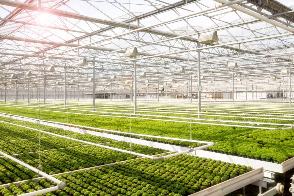FLORE 3.0-Serra delle Meraviglie, Efficienza energetica delle colture in serra